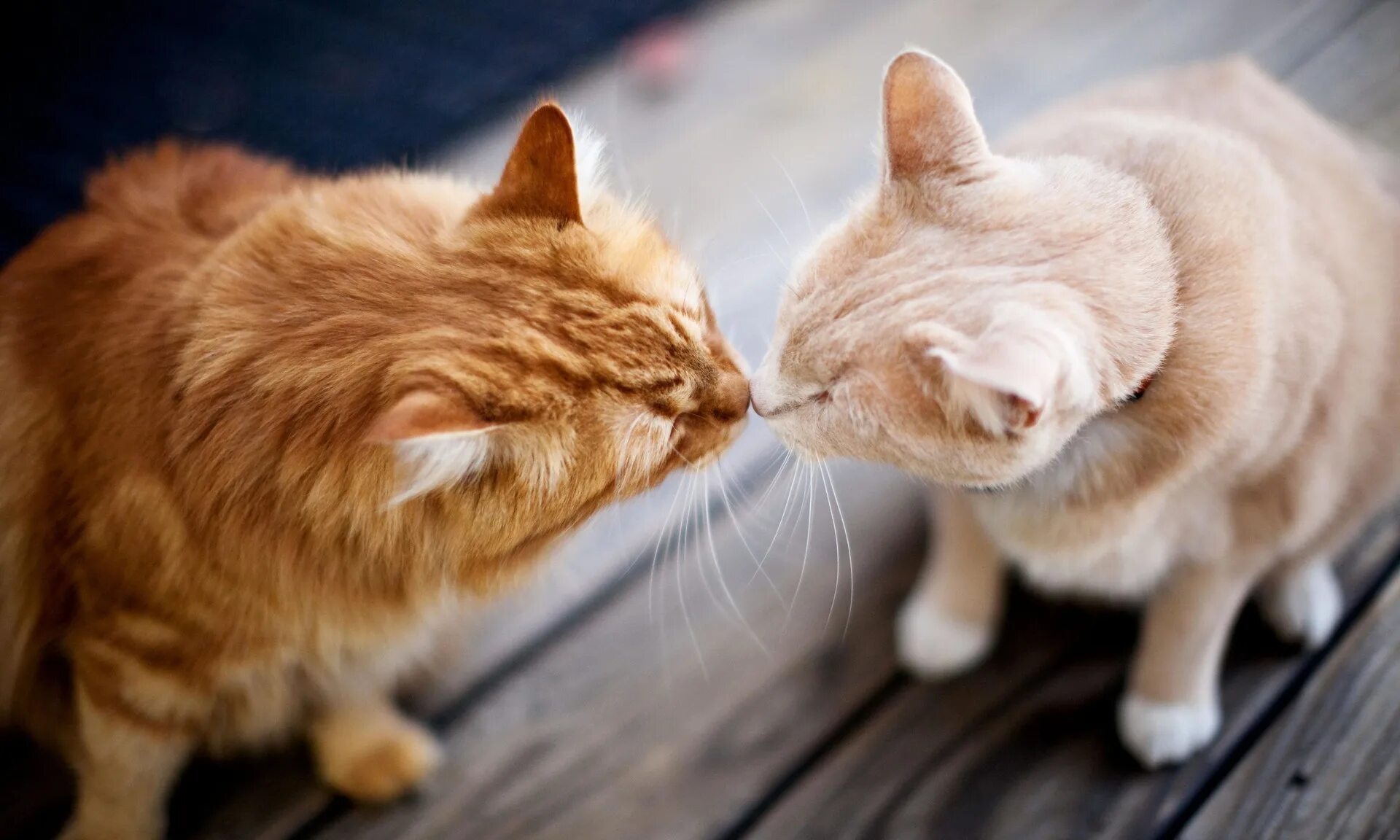 Кошки любовь. Два котика. Влюбленные кошки. Рыжая кошка с котятами. Картинки с любящими котиками