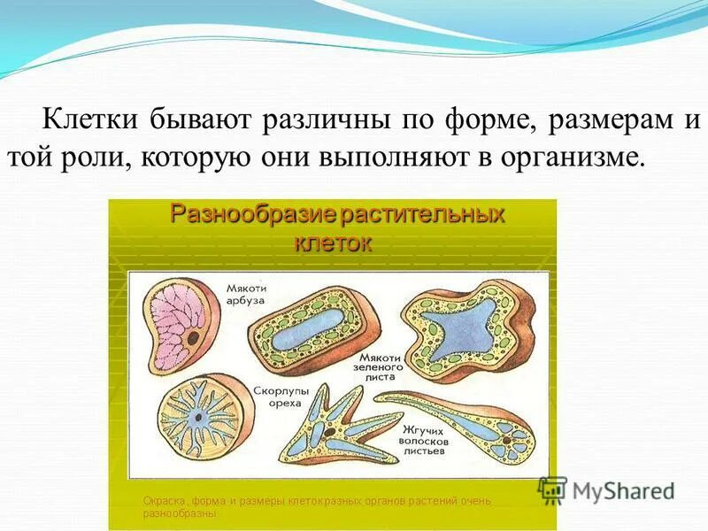 Примеры клеток и их описание Основные органеллы клетки и их функции