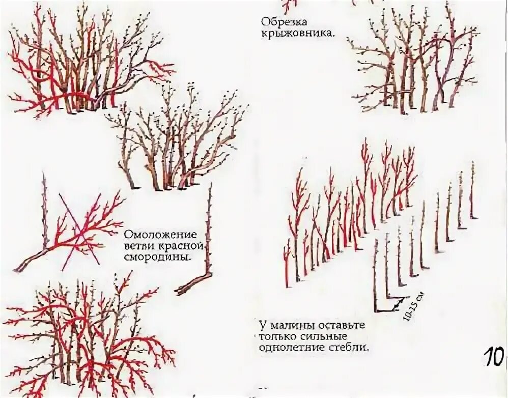 Как подрезать смородину весной. Схема обрезки крыжовника осенью. Схема обрезки смородины осенью осенью. Схема обрезки красной смородины весной. Схема обрезки крыжовника весной.