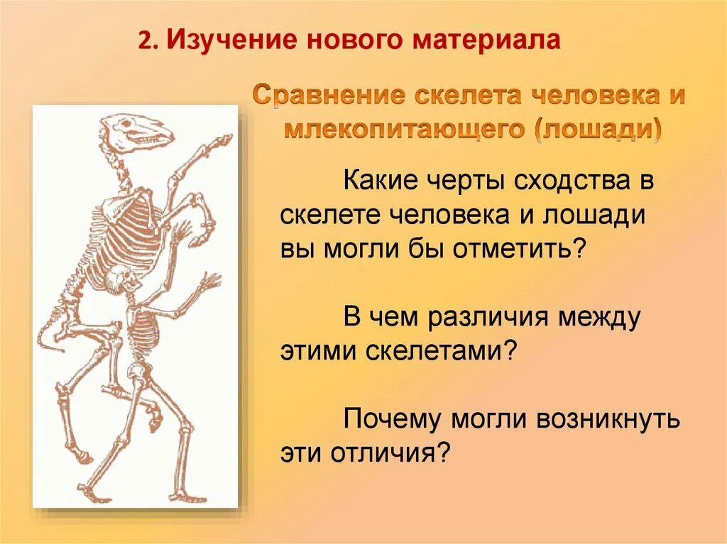 Скелет. Скелет человека. Сравнение скелета человека и млекопитающего. Сходство скелета человека и млекопитающих.