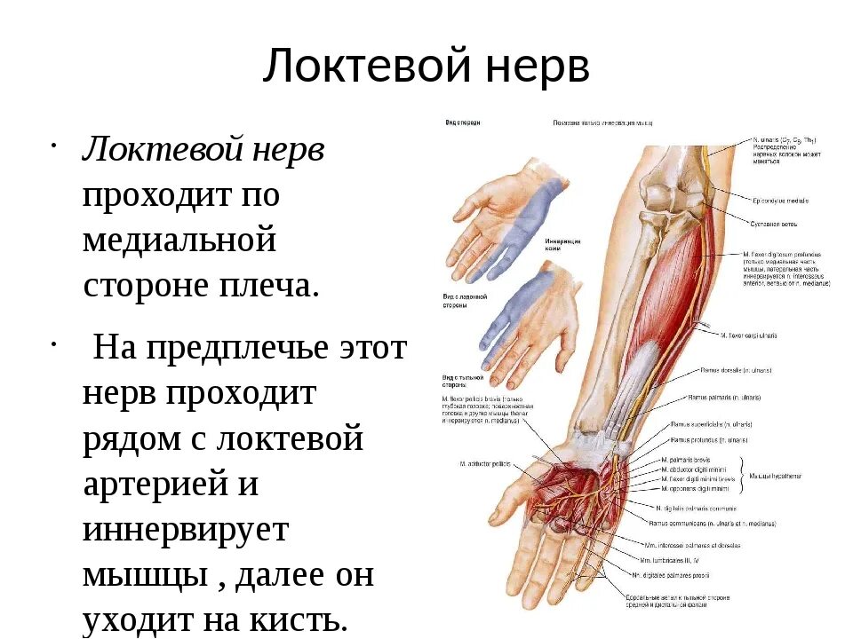 Локтевой нерв анатомия локоть. Локтевой нерв в средней трети предплечья. Иннервация локтевого нерва на кисти. Анатомия локтевого нерва в лучезапястном суставе.