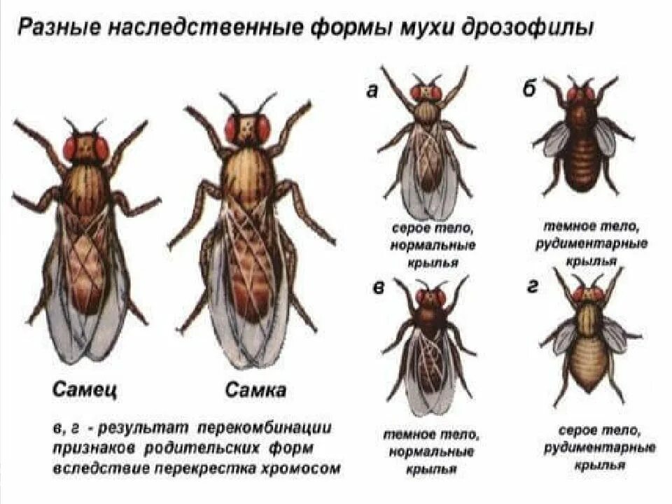 Признаки сильного самца