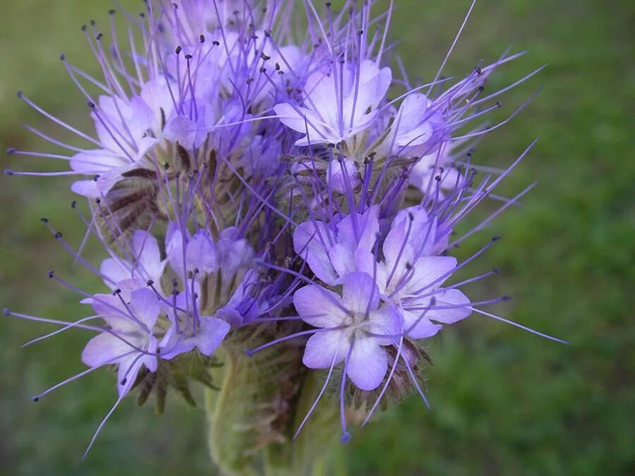Фазалия. Фацелия пижмолистная phacelia tanacetifolia. Фазалия. Фазалия. Фазалия.