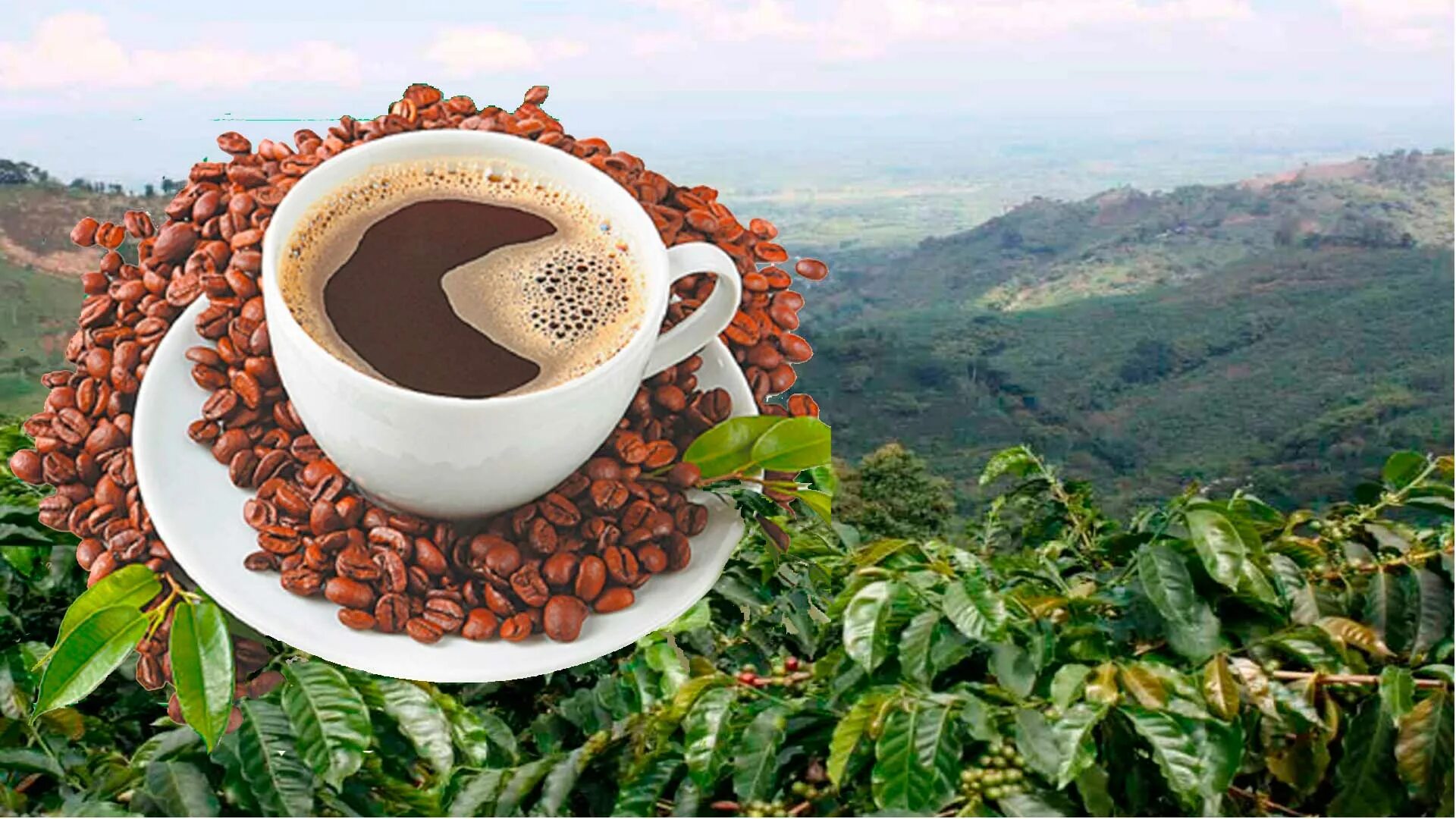 Попить вкусное кофе. Кофе и здоровье. Обои с кофе для кухни. Кофе без вреда для природы. Полезность кофе.