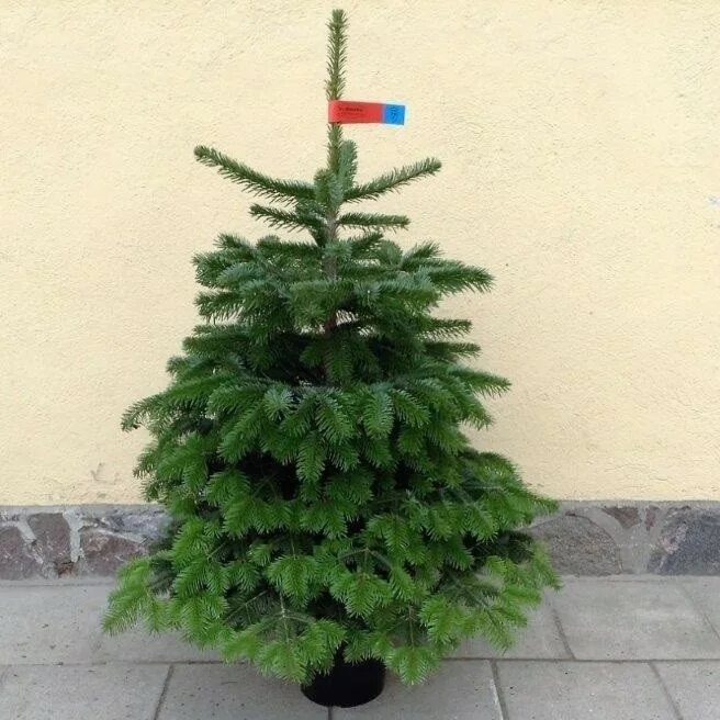 Оби пихта нордмана. Оби пихта нордмана