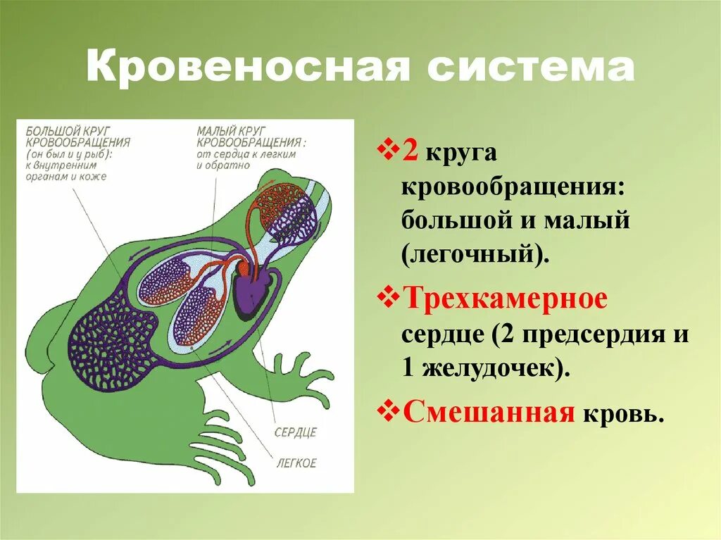 Особенность кровообращения земноводных. Бесхвостые земноводные кровеносная система. Земноводные 7 класс биология кровеносная система. Кровеносная система земноводных 7 класс биология. Характеристика кровеносной системы амфибий.