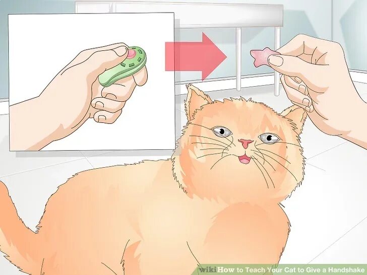 Как учить кошку. Как научить кошку давать лапу. как научить кота команде дай лапу. научить кота команде лежать. кошачье рукопожатие.