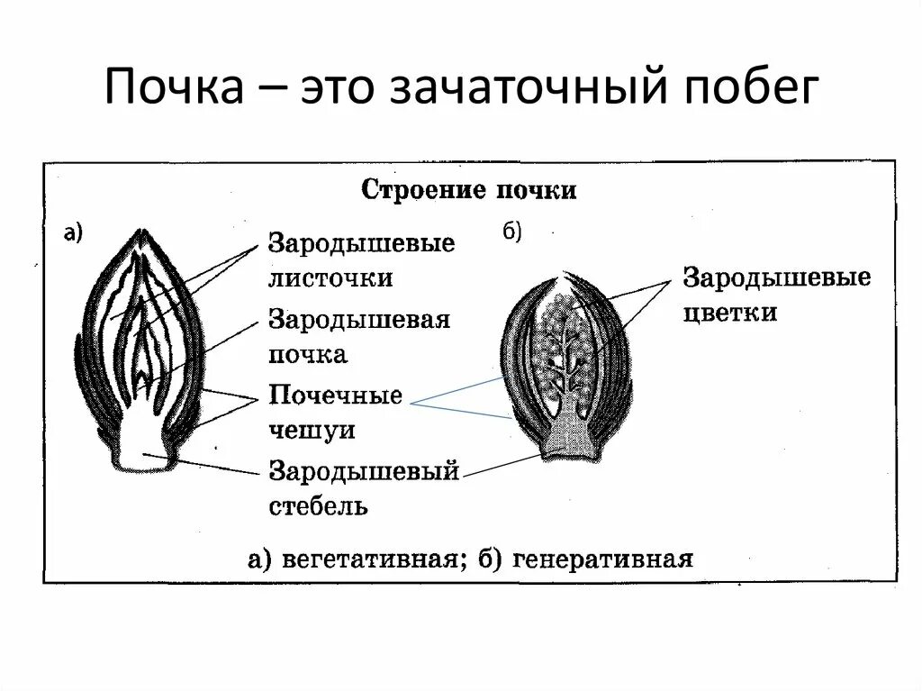 Схематический рисунок строения почки. Строение растительной почки. внутреннее строение почки растения. строение растительной почки схема. строение почки растения рисунок.