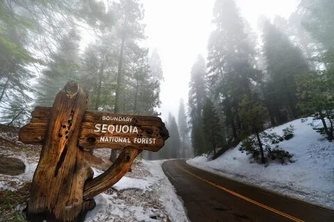 Hard times at sequoia state park