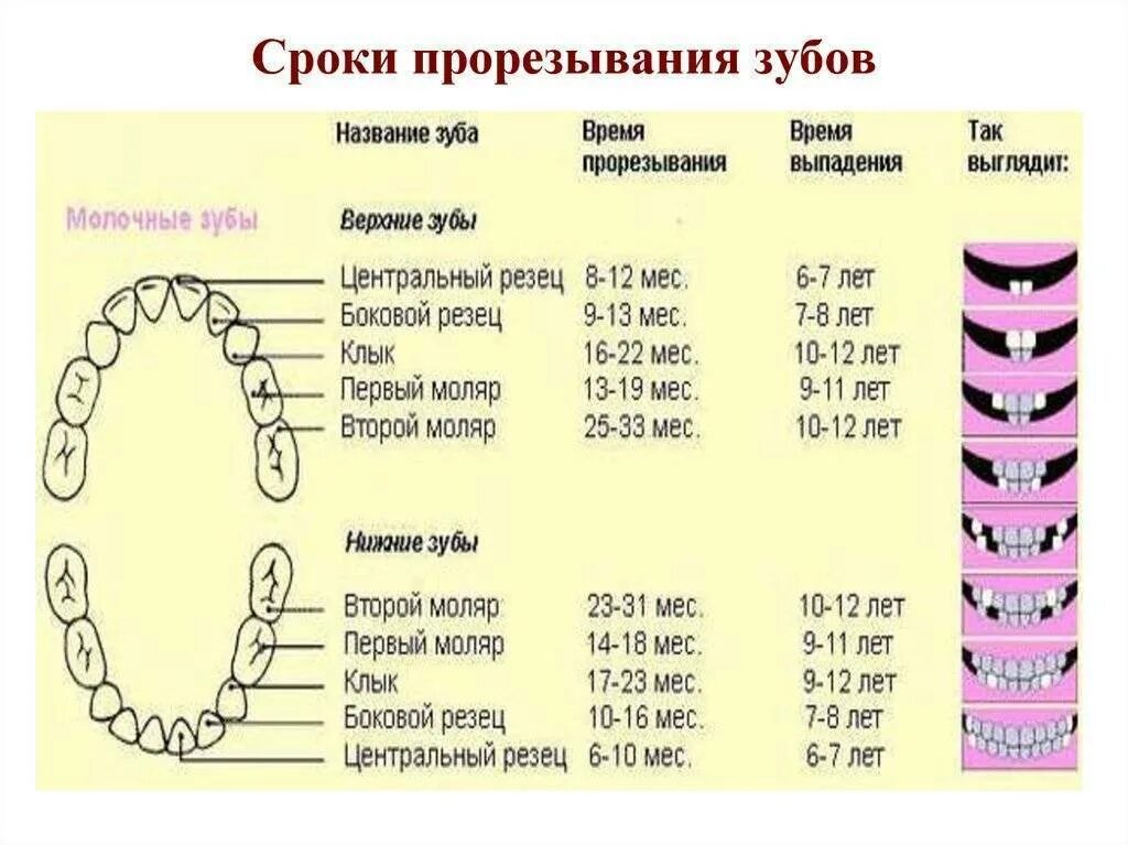 Верхние зубы во сколько у детей. Прорезание молочных зубов порядок прорезывания сроки. сроки прорезывания первых молочных зубов. зубы у детей схема прорезывания постоянных зубов. сроки прорезывания молочных зубов и постоянных у детей таблица.