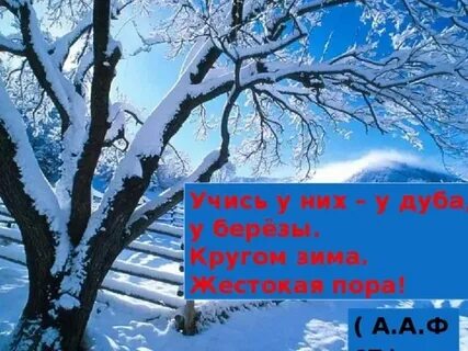 Автор учись у дуба у березы