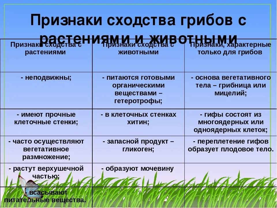 Общие признаки грибов с растениями и животными таблица. Черты сходства грибов с растениями и животными. Признаки растений и животных у грибов таблица. Сравнение грибов с растениями и животными таблица. Сходство и различие бактерий и растений