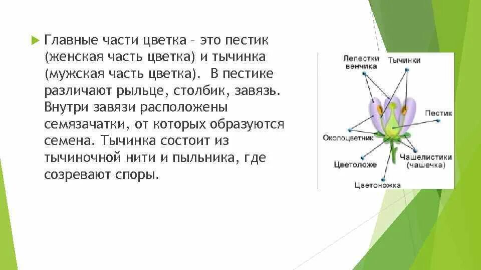 Две главные части цветка. Главные части цветка. Главные части цветка э. Главные части цветка это пестик и тычинка. Мужские и женские части цветка.