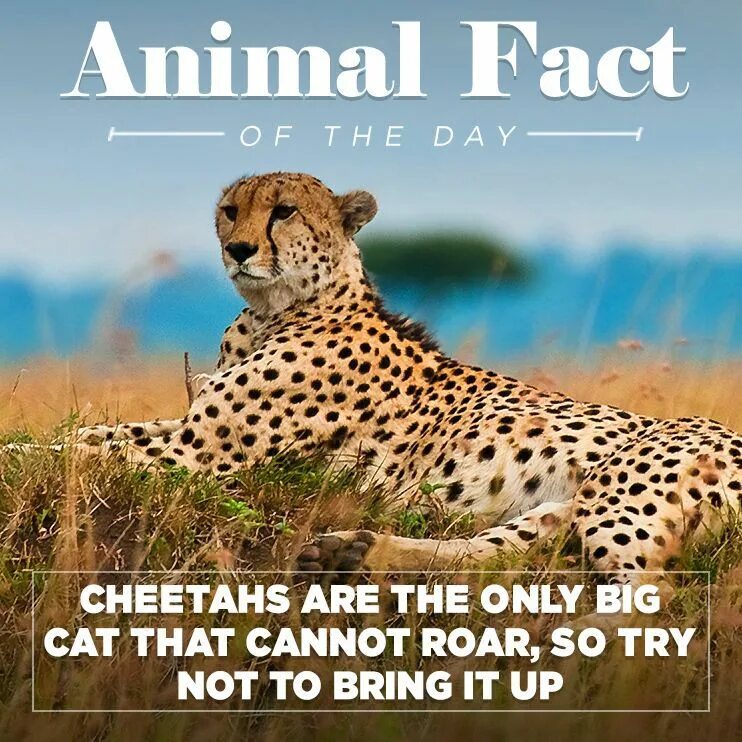 Facts about animals. Animals facts. Гепард юмор. Interesting facts about animals. Гепард Мем.