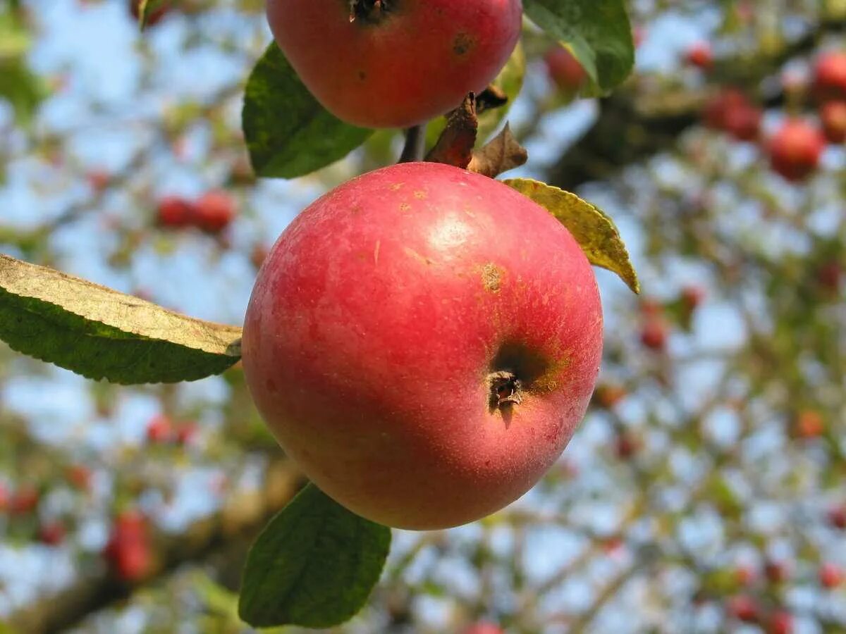 Яблонька самара. Яблоня Настенька. Сорт яблок солнышко. Яблоня солнышко дерево. Сорта яблок выращиваемые в Абхазии.