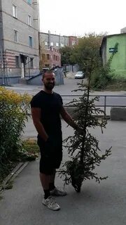 Когда убирают елку после нового года 2024
