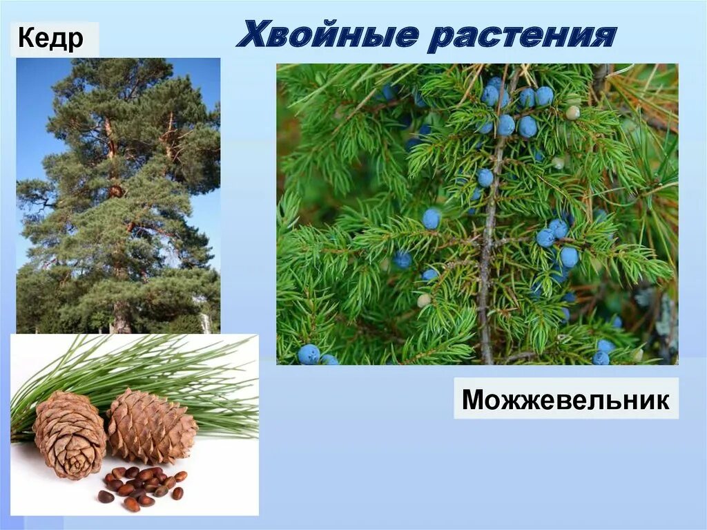 Перечисли хвойные растения. Кедр голосеменное растение. Можжевельник голосеменное. Голосеменные (хвойные, хвоя). Голосеменные растения можжевельник.