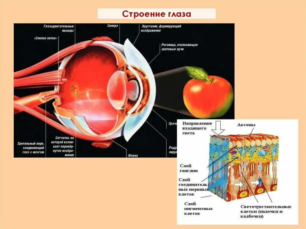 Анатомия придаточного аппарата глаза. Строение глаза. Строение глаза анатомия. Строение глаза фото. Вспомогательные строение глаза