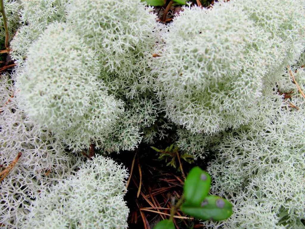 северный ягель. северный ягель. северный ягель. лишайники северные олени. ягель на чукотке.