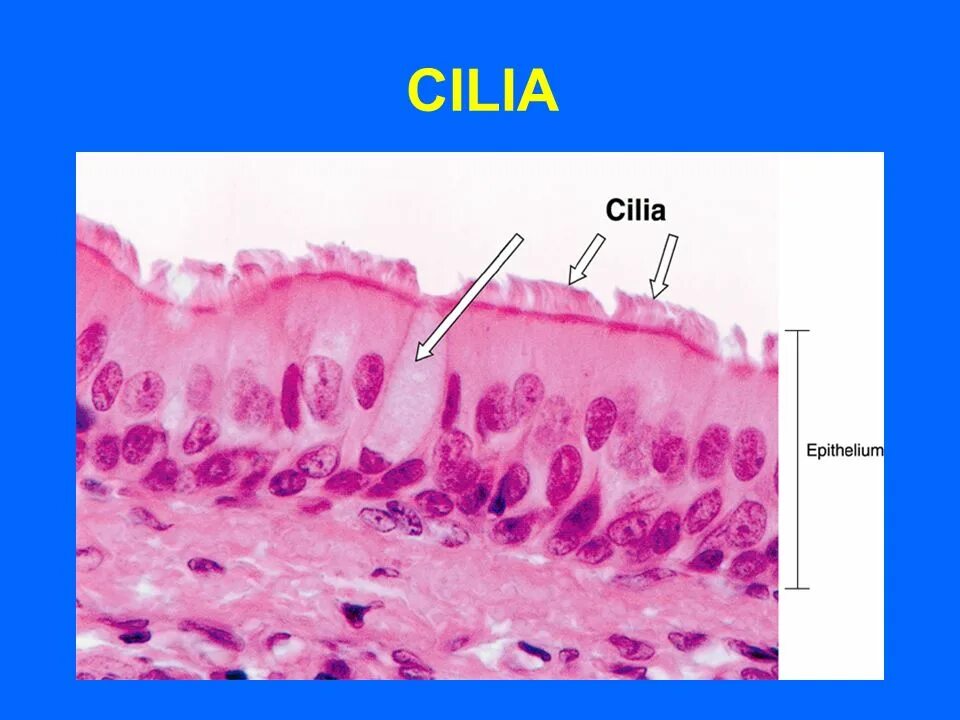Многорядный призматический мерцательный эпителий трахеи. Многорядный реснитчатый мерцательный эпителий. Однослойный многоядерный цилиндрический эпителий. Однослойный призматический мерцательный эпителий гистология. Медицинский препарат проникает в клетки мерцательного