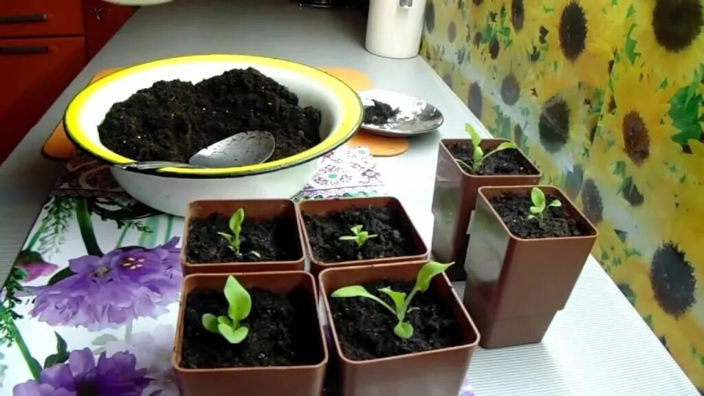 Пикировка петунии. Петуния пикировка рассады. Петуния пикировка рассады. Пикировать катарантус. Петуния ампельная рассада.