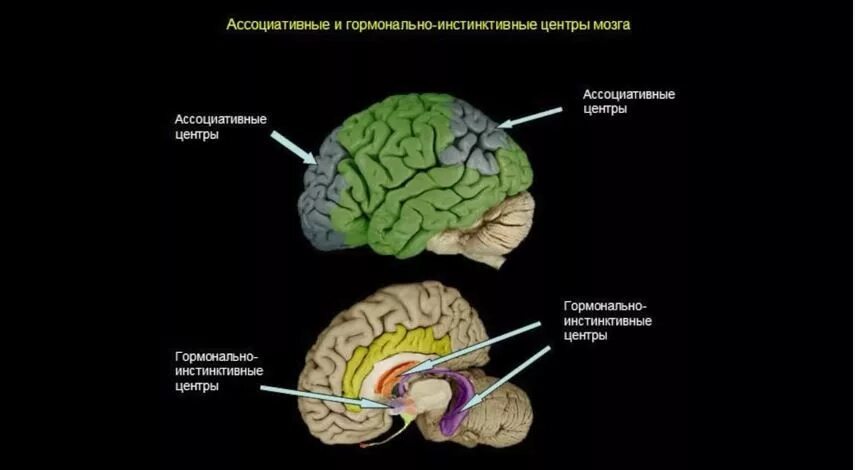 Центр мозга. Ассоциативные отделы мозга. ассоциативные центры головного мозга. ассоциативная часть мозга. ассоциативный мозг.