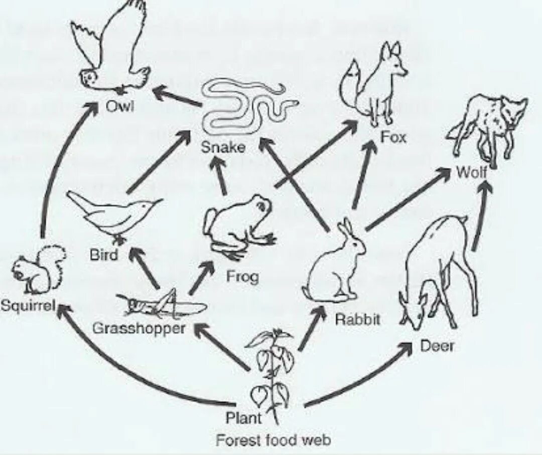 Рисунок цепь питания 5 класс. Цепь питания биология 5 класс рисунок. Пищевая цепь 5 класс. Пищевая цепочка животных. Пищевая цепочка схема.