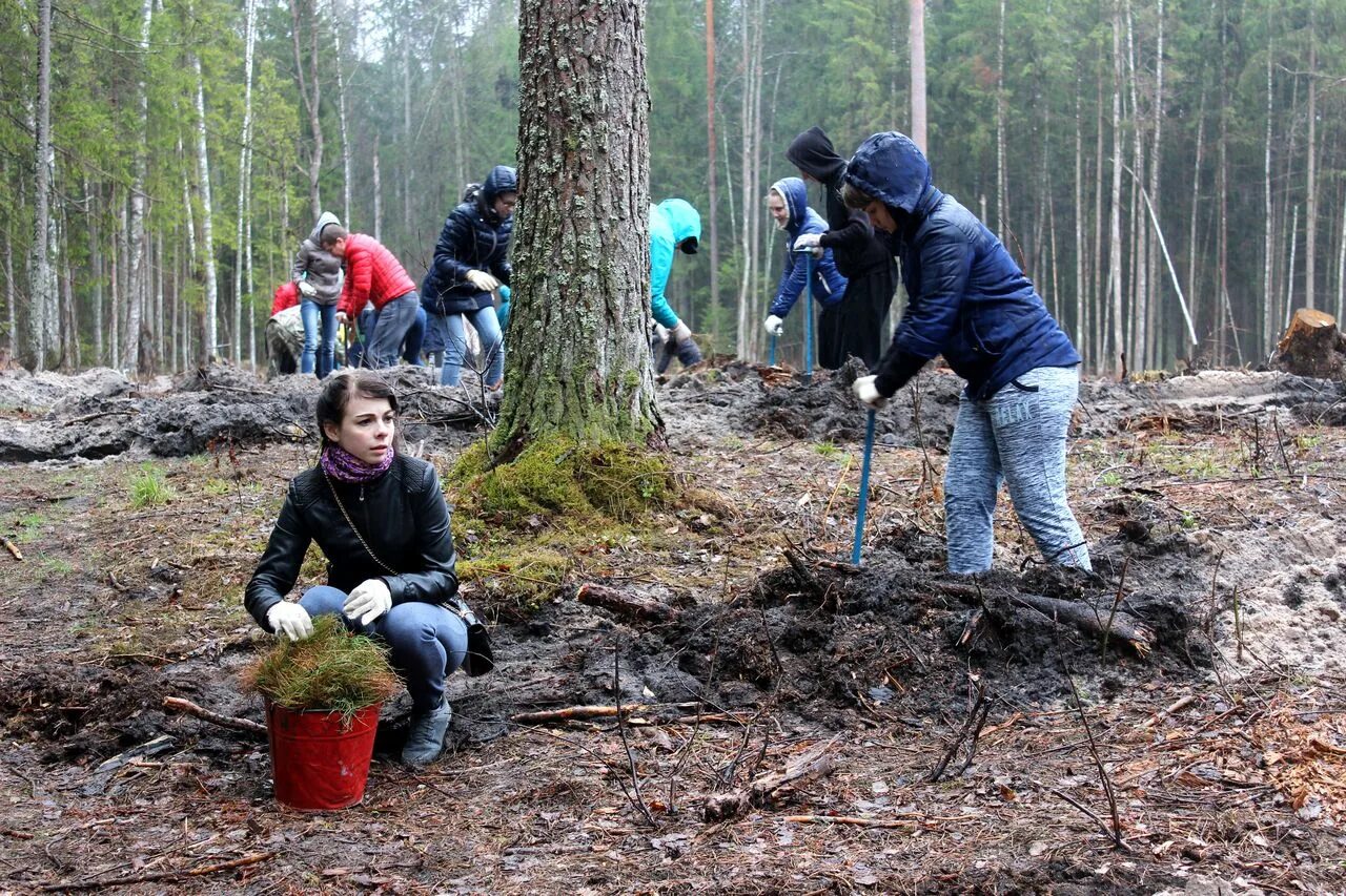 учебно опытное лесничество г п ульяновка