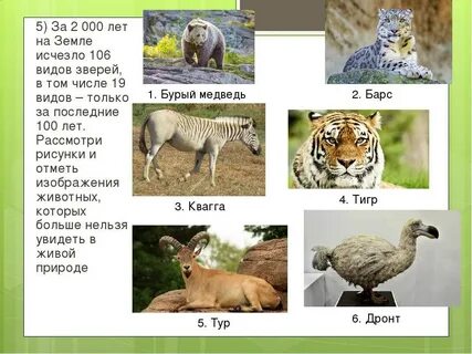 Сколько видов растений и животных