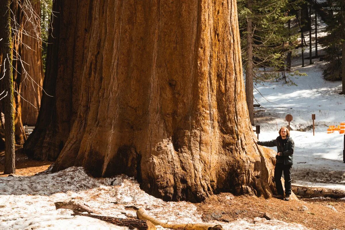 Самое высокое дерево северной америки природные зоны. Национальный парк Секвойя Калифорния. Секвойя парк США. Секвойя дерево парк США. Секвойя дерево Калифорния.