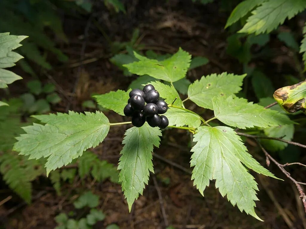 Воронец Колосистый. Воронец Колосистый ягоды. Воронец колосовидный Actaea spicata. Воронец Колосистый ядовитое растение. Черные ягоды в лесу