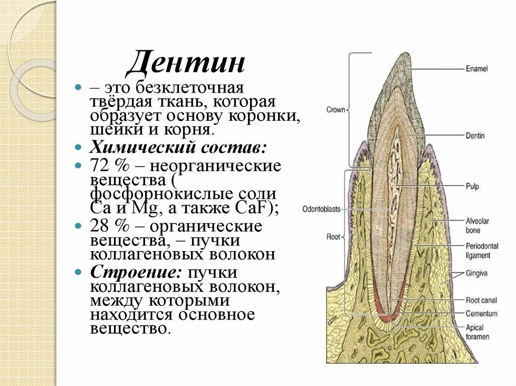 Строение твердых тканей зуба гистология. Строение твердых тканей зуба дентин. Строение зуба эмаль дентин цемент. Твердые ткани зуба. Гистологическое строение эмали и дентина.. Функции тканей зубов