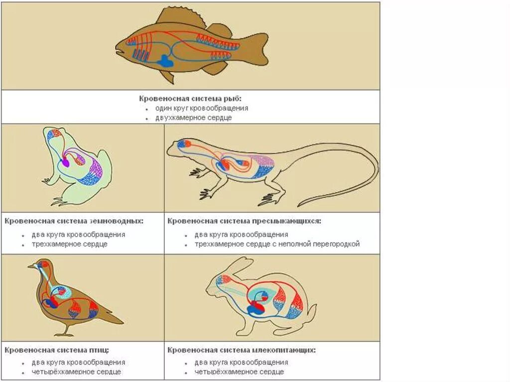 Земноводные пресмыкающиеся млекопитающие строение кровеносной системы сходство. Схема эволюции кровеносной системы хордовых. Эволюция кровеносной системы позвоночных животных схема. Кровеносная система хордовых схема. Эволюция кровеносной системы у животных схема.