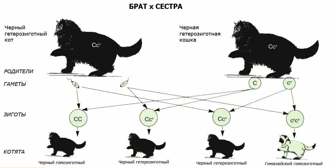 Действие кота если сема. Гибридизация инбридинг. Скрещивание близкородственное (инбридинг) примеры. Расщепление при инбридинге. Инбридинг примеры животных.