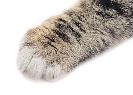 Лапа кота на белом фоне