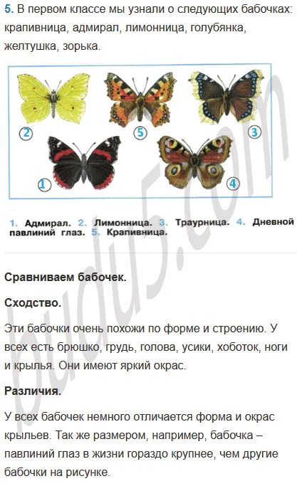 Бабочки Адмирал лимонница крапивница. Бабочка Адмирал описание для 2 класса окружающий мир. Первые бабочки весной 2 класс. Названия бабочек с картинками 2 класс окружающий мир. Зеленые страницы бабочки 2 класс