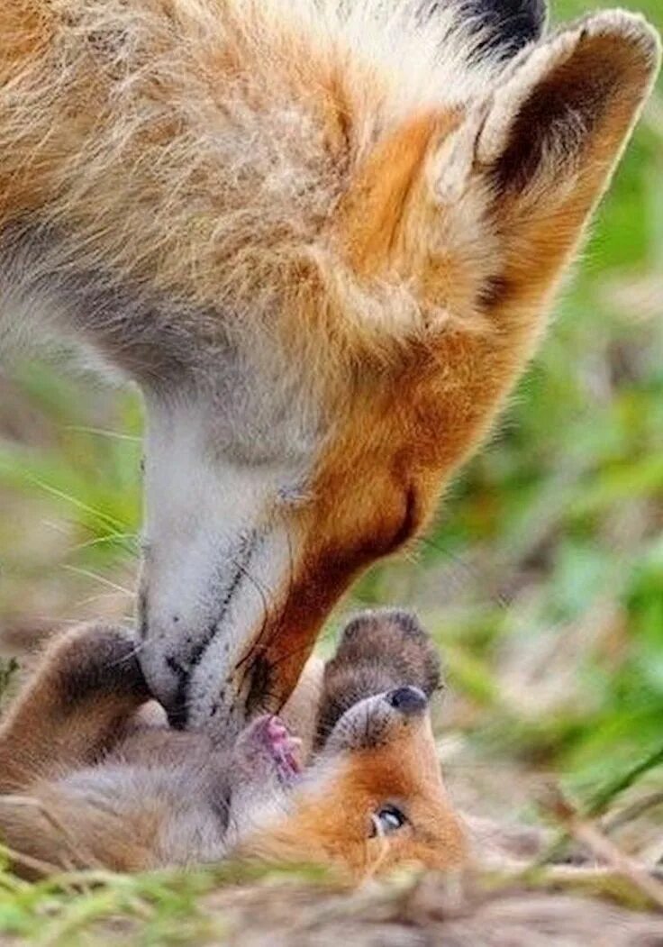 Лисенок. Лисица с лисятами. Нежность животные. Лиса детеныш. Fox mom