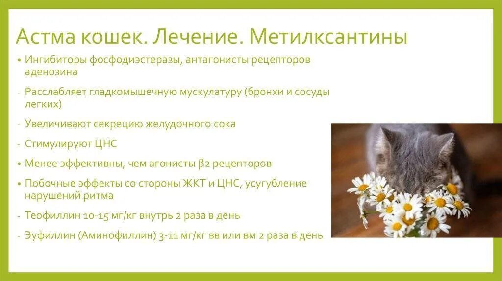 Астма у кота. Астма у кошек. препараты при астме у кошек. бронхиальная астма у кошек. протокол лечения астмы кошек.
