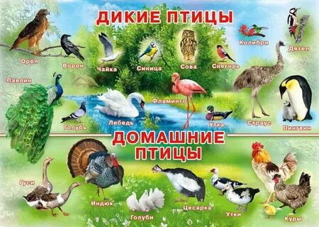 Общие признаки для всех живущих диких птиц