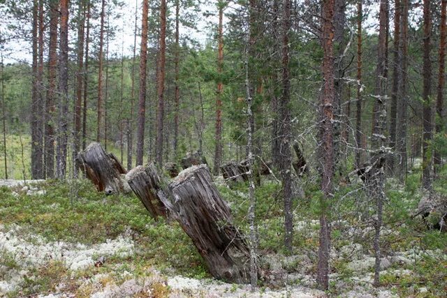 Засека в лесу. Лесные Засеки. Засечный лес. Засека оборонительная. Засеки 6