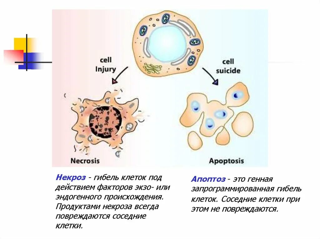 Апоптоз отмирание клеток. Схема гибели клеток при апоптозе. Механизмы гибели клеток апоптоз и некроз. Некроз и апоптоз клетки.