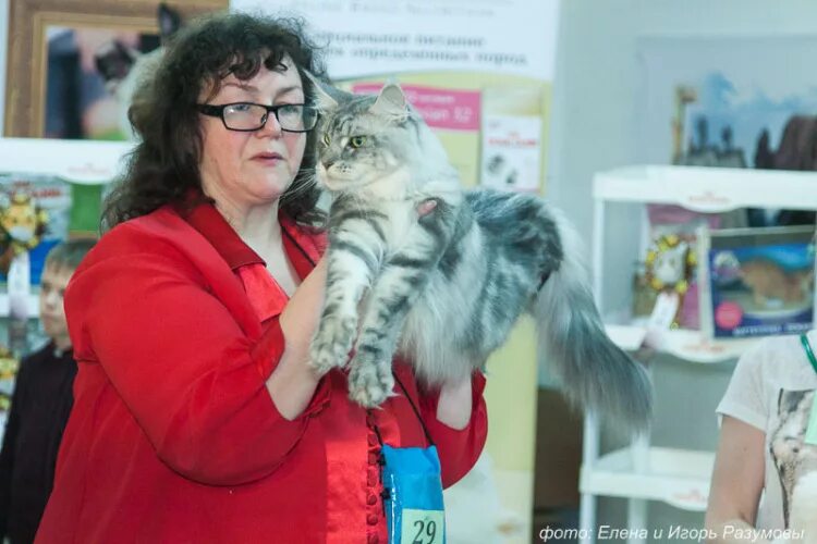 Большие коты магазин. Карта листвянка большие коты. Кошка в ресторане. Огромный кот мейн кун. Ак барс клуб кошек казань.