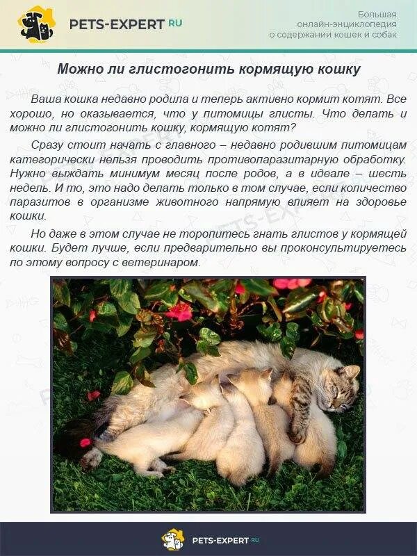 Кошки после глистогонки