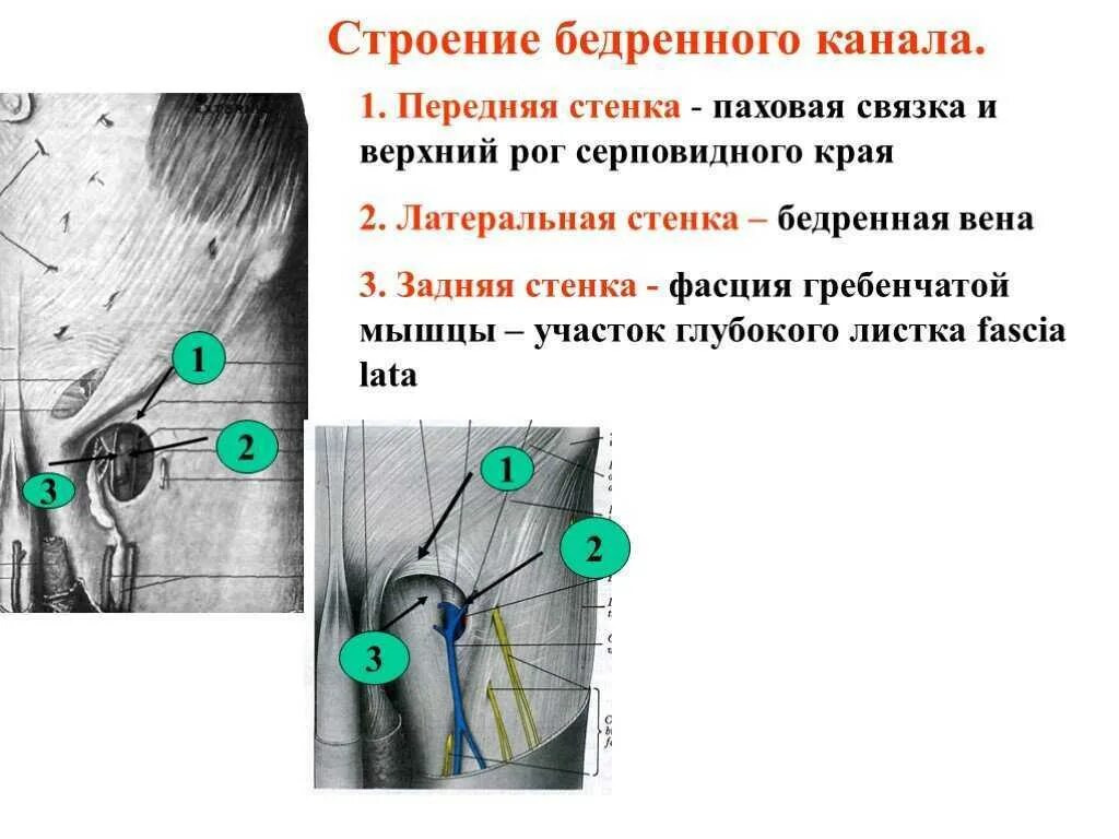 Паховая складка у мужчин. Стенки пахового канала топографическая анатомия. Стенки бедренного канала топографическая анатомия. Стенки внутреннего отверстия бедренного канала.