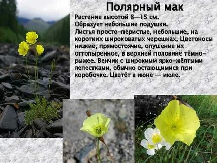 Полярный мак сообщение 4 класс