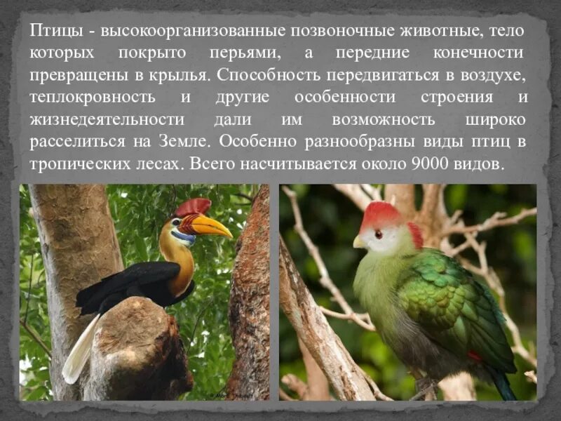 Особенности строения и жизнедеятельности птиц презентация. Позвоночные птицы. Позвоночные класс птицы. Птицы -высокоорганизованные позвоночные. Птицы это животные тело которых покрыто перьями.