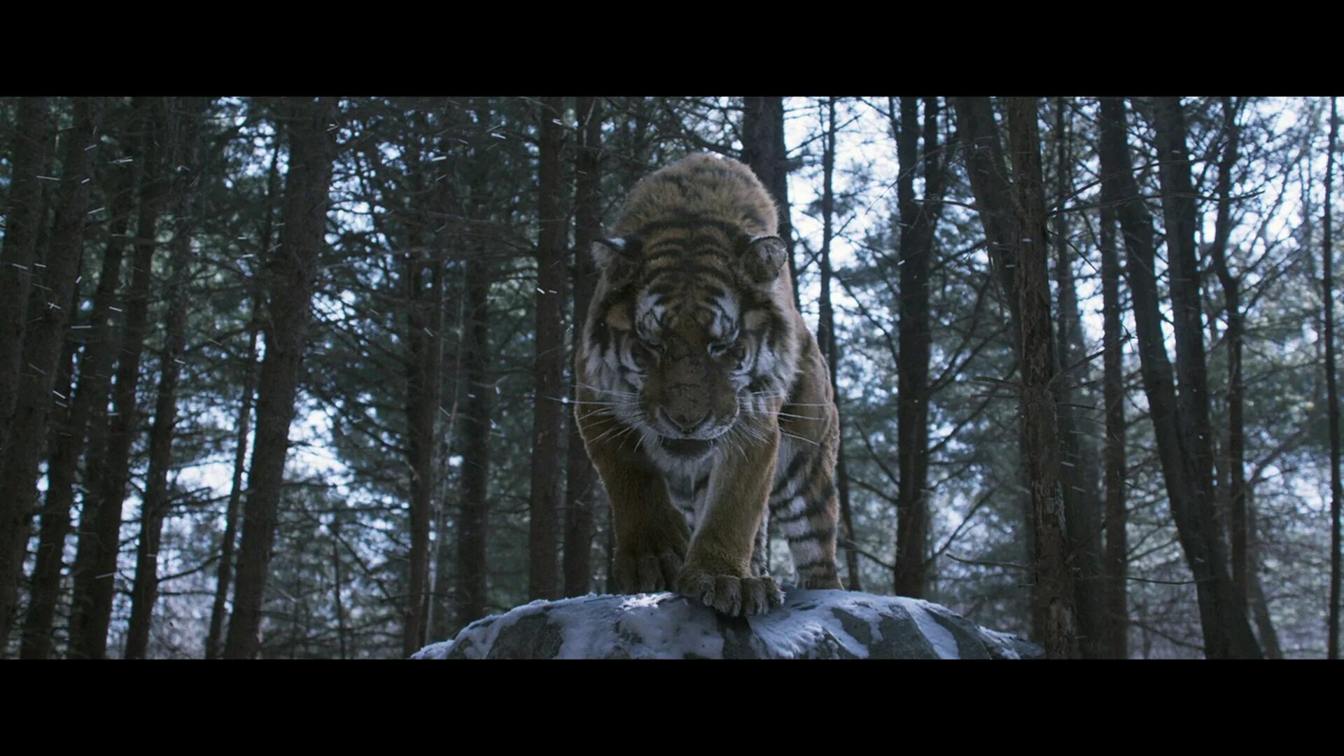 король тигров великий тигр. великий тигр фильм 2015. великий тигр 2015 тигр. великий тигр 3. великий тигр 2015 тигр.