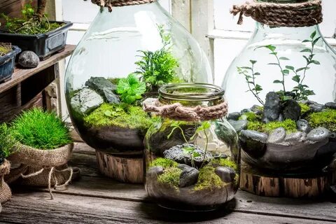 Plant series