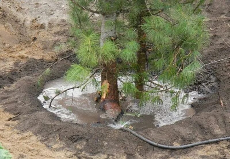 Полив хвойных весной. Полив сосны. Полив крупномерных деревьев. Полив хвойных деревьев. Дождевание сосен.