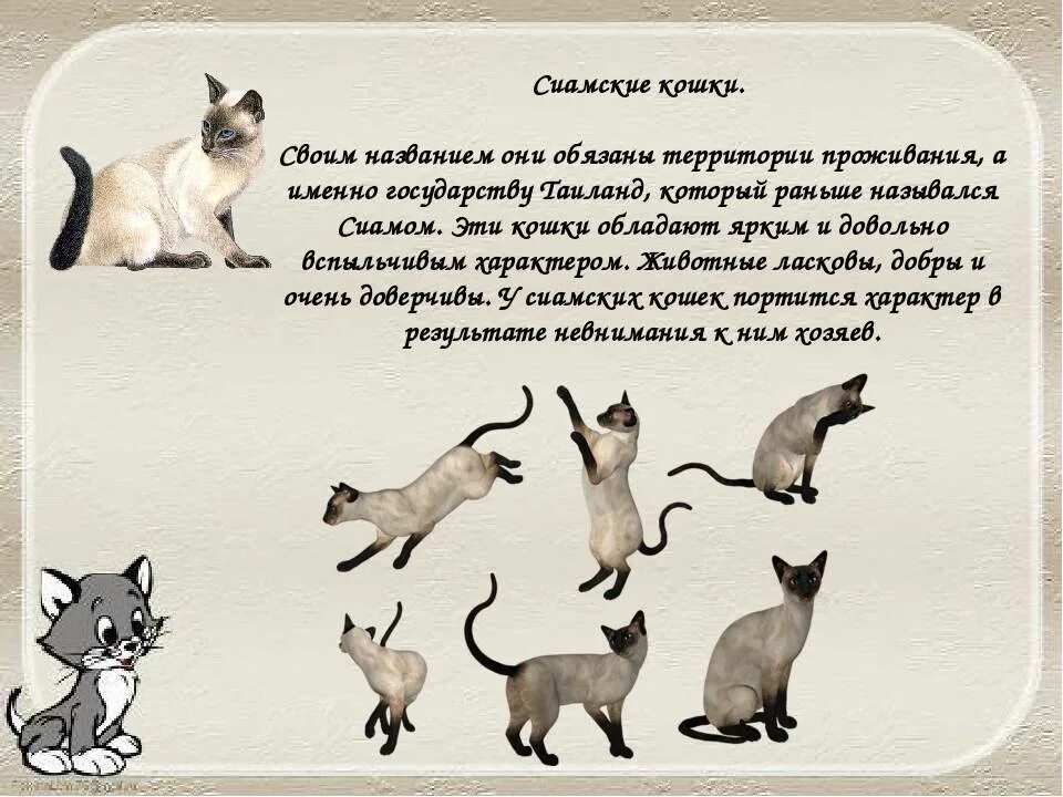 Слова породы кошек. Сиамская кошка описание. Сиамская кошка описание породы. Рассказ о сиамской кошке. Сиамский кот информация.